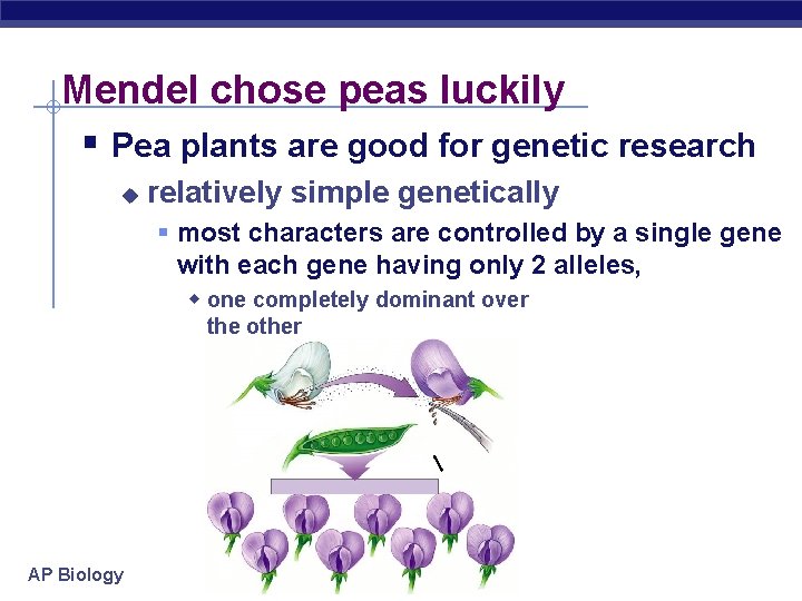 Mendel chose peas luckily § Pea plants are good for genetic research u relatively