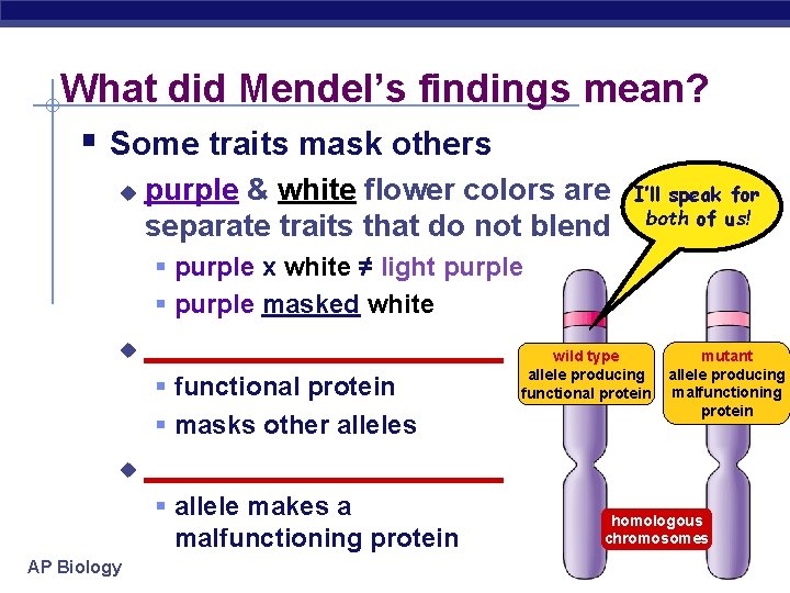 What did Mendel’s findings mean? § Some traits mask others u purple & white