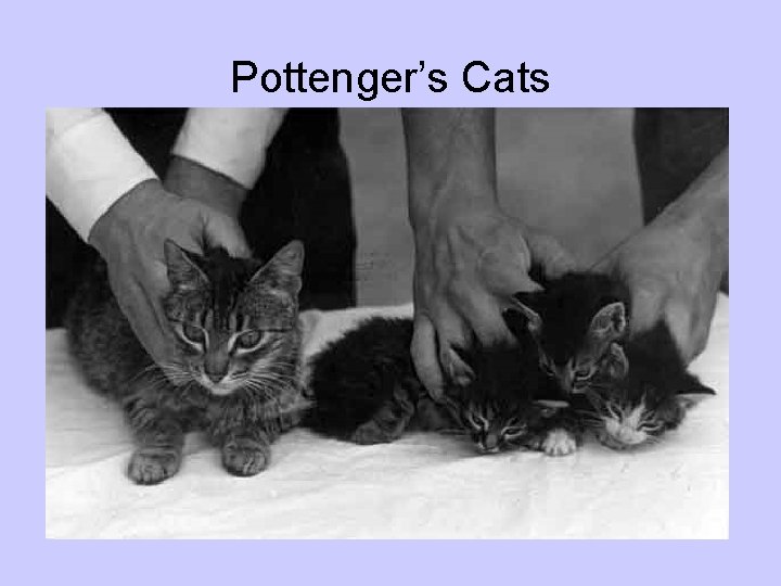 Pottenger’s Cats 