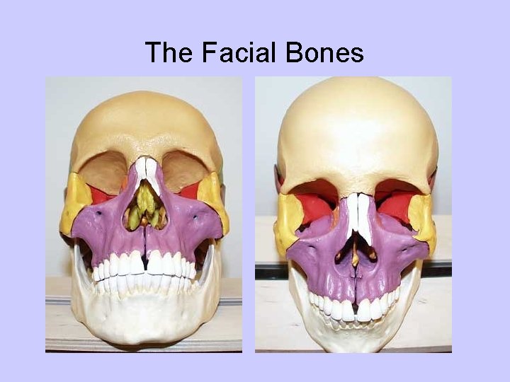 The Facial Bones 