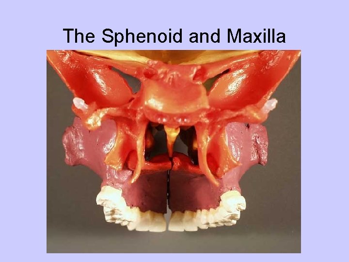 The Sphenoid and Maxilla 
