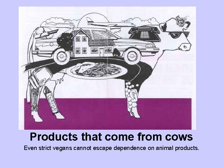 Cow Products that come from cows Even strict vegans cannot escape dependence on animal