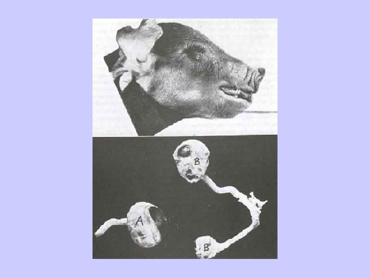 Pig Study 
