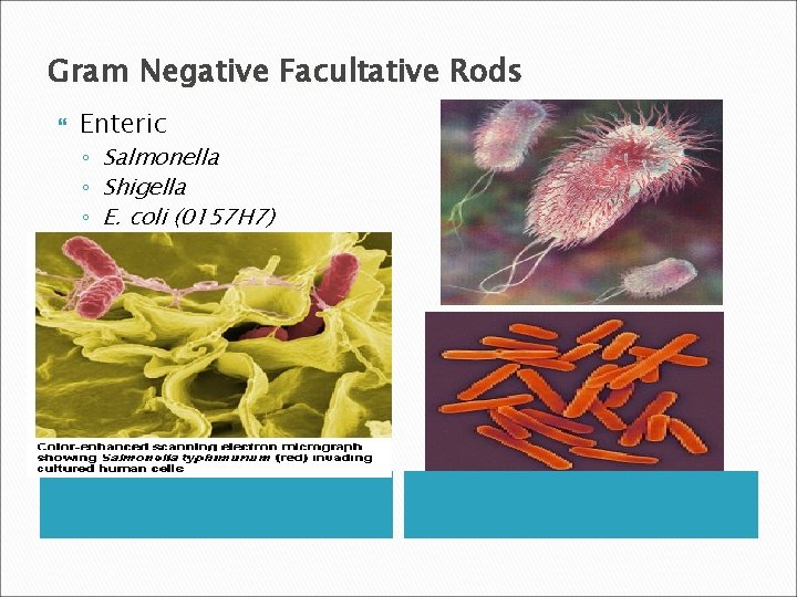 Gram Negative Facultative Rods Enteric ◦ Salmonella ◦ Shigella ◦ E. coli (0157 H