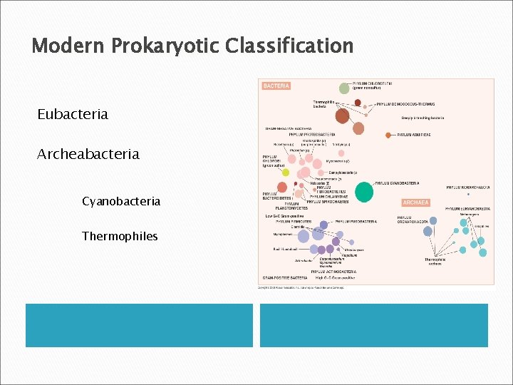 Modern Prokaryotic Classification Eubacteria Archeabacteria Cyanobacteria Thermophiles 