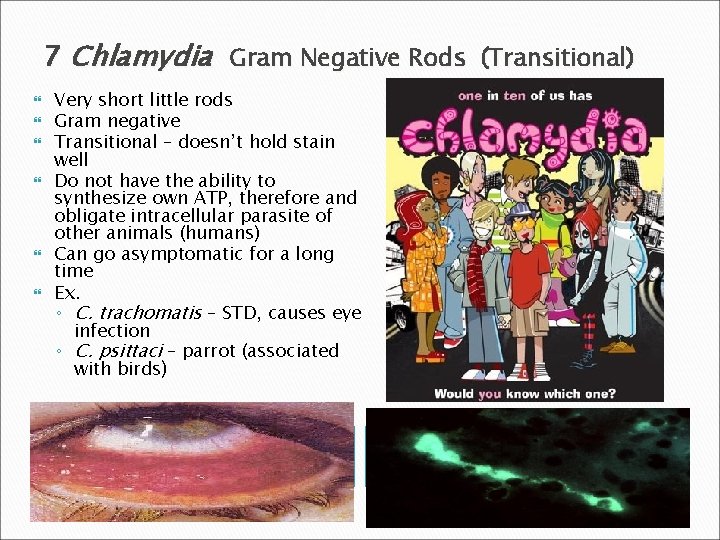 7 Chlamydia Gram Negative Rods (Transitional) Very short little rods Gram negative Transitional –