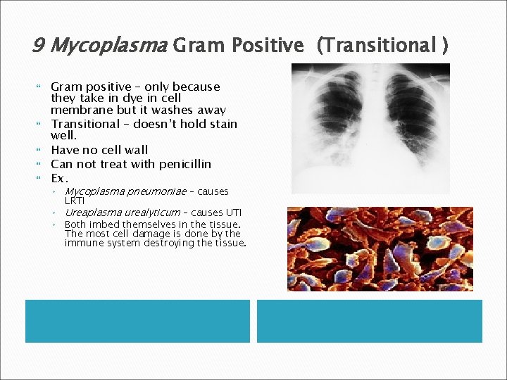 9 Mycoplasma Gram Positive (Transitional ) Gram positive – only because they take in