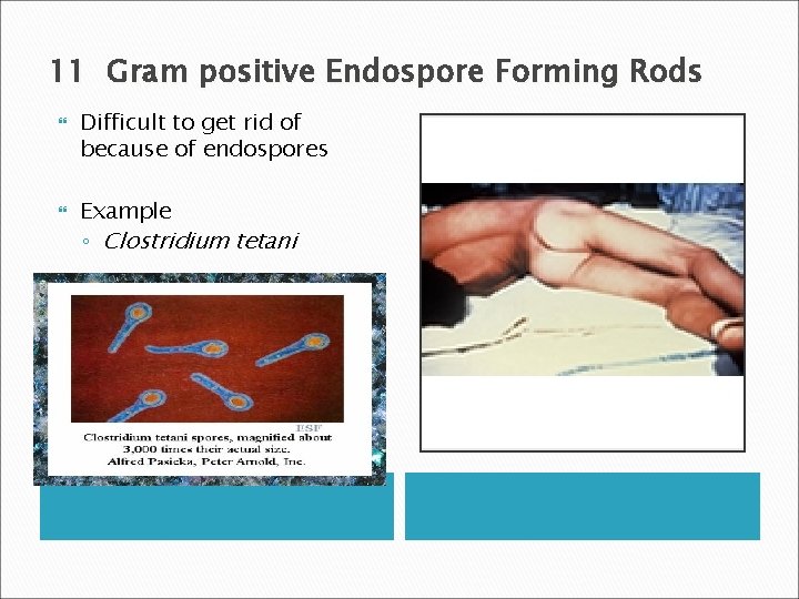 11 Gram positive Endospore Forming Rods Difficult to get rid of because of endospores
