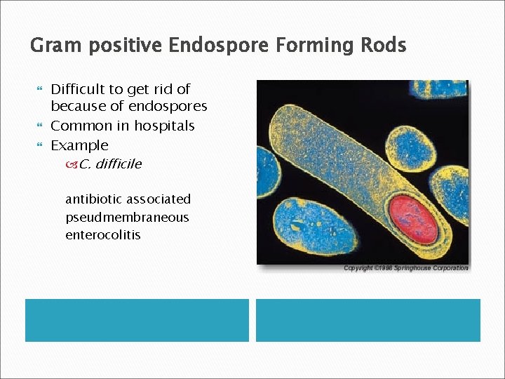 Gram positive Endospore Forming Rods Difficult to get rid of because of endospores Common