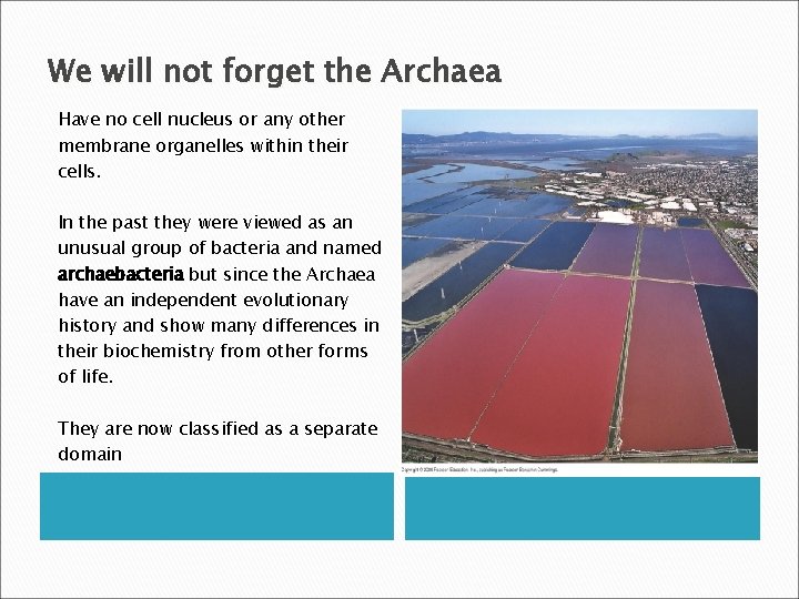 We will not forget the Archaea Have no cell nucleus or any other membrane