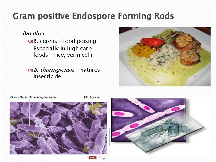 Gram positive Endospore Forming Rods Bacillus B. cereus – food poising Especially in high