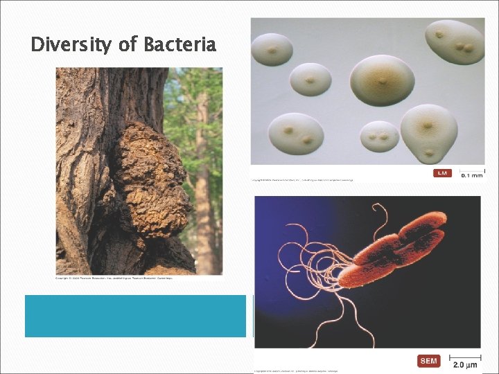 Diversity of Bacteria 