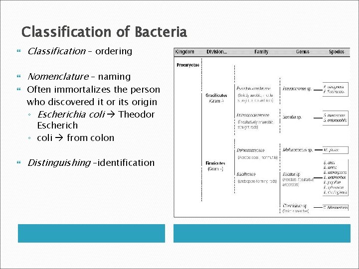 Classification of Bacteria Classification – ordering Nomenclature – naming Often immortalizes the person who