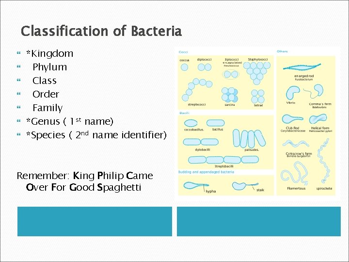 Classification of Bacteria *Kingdom Phylum Class Order Family *Genus ( 1 st name) *Species