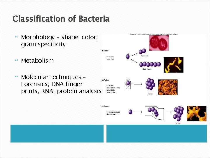 Classification of Bacteria Morphology – shape, color, gram specificity Metabolism Molecular techniques – Forensics,