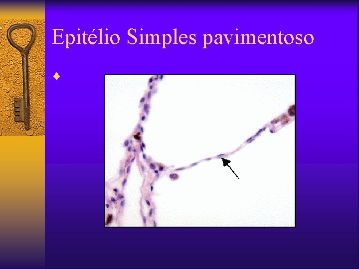 Epitélio Simples pavimentoso ¨ 