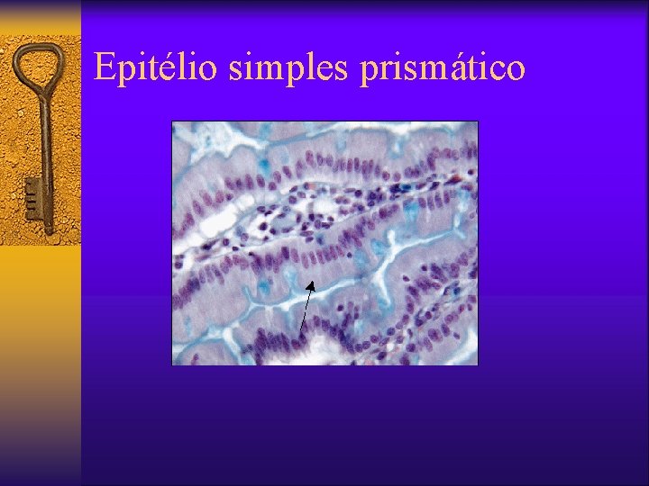 Epitélio simples prismático ¨ 