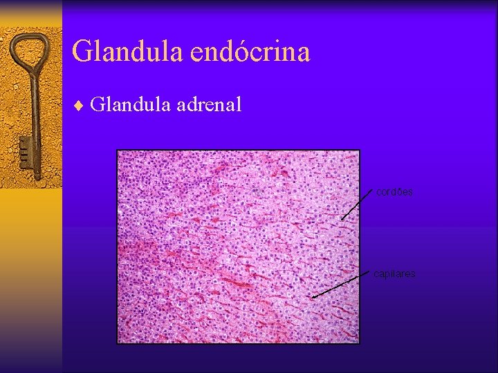 Glandula endócrina ¨ Glandula adrenal 