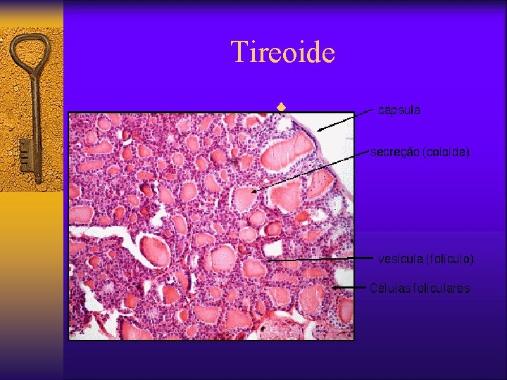 Tireoide ¨ 