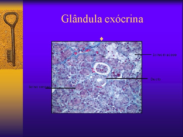 Glândula exócrina ¨ 