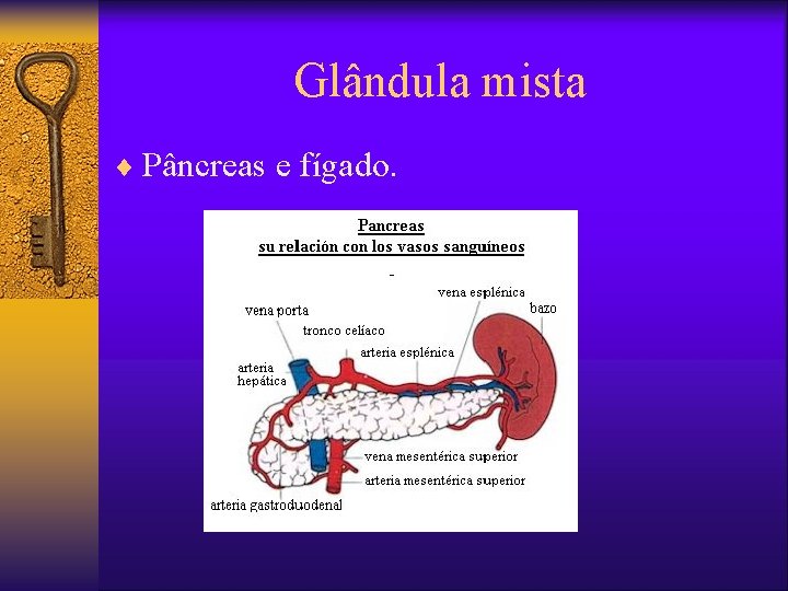 Glândula mista ¨ Pâncreas e fígado. 