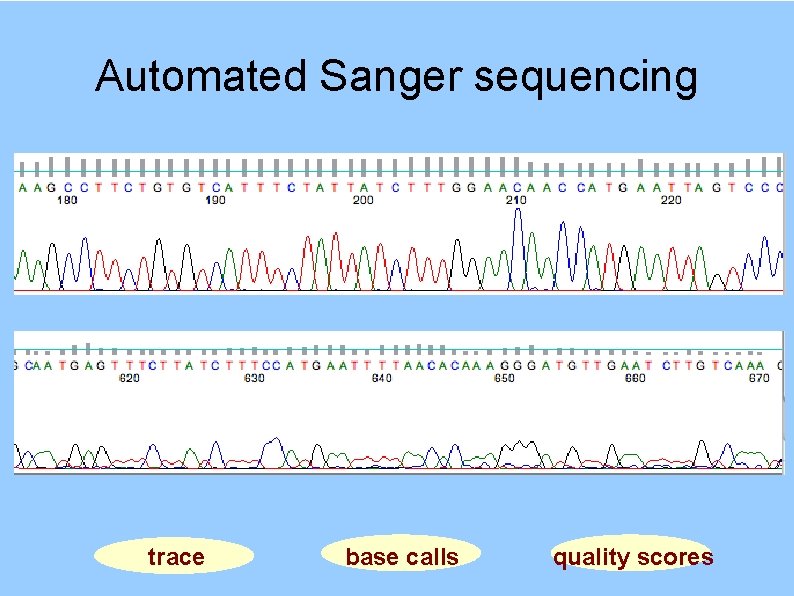 Automated Sanger sequencing trace base calls quality scores 