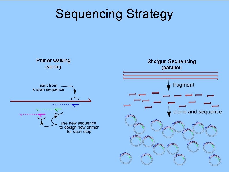 Sequencing Strategy Primer walking (serial) Shotgun Sequencing (parallel) 