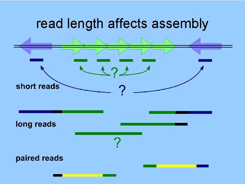 read length affects assembly 