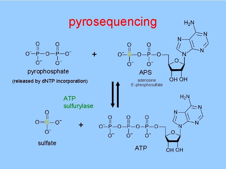 pyrosequencing + pyrophosphate APS (released by d. NTP incorporation) adenosine 5`-phosulfate ATP sulfurylase +