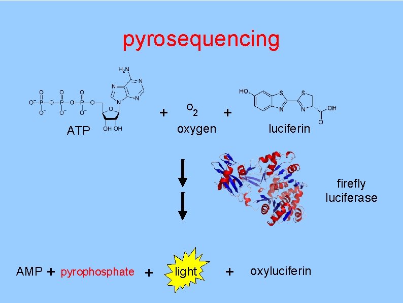 pyrosequencing + ATP O 2 oxygen + luciferin firefly luciferase AMP + pyrophosphate +