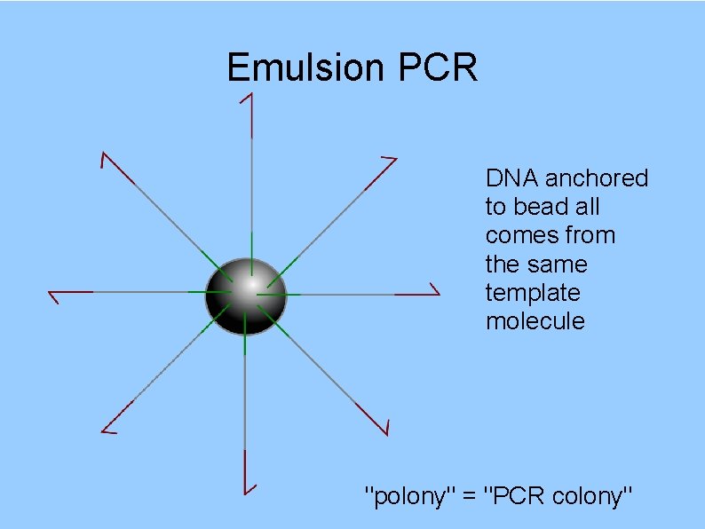 Emulsion PCR DNA anchored to bead all comes from the same template molecule "polony"