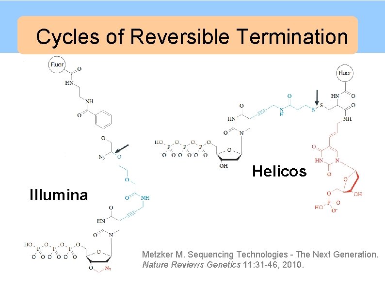 Cycles of Reversible Termination Illumina/Solexa Helicos Illumina Metzker M. Sequencing Technologies - The Next