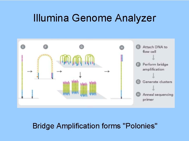 Illumina Genome Analyzer Bridge Amplification forms "Polonies" 