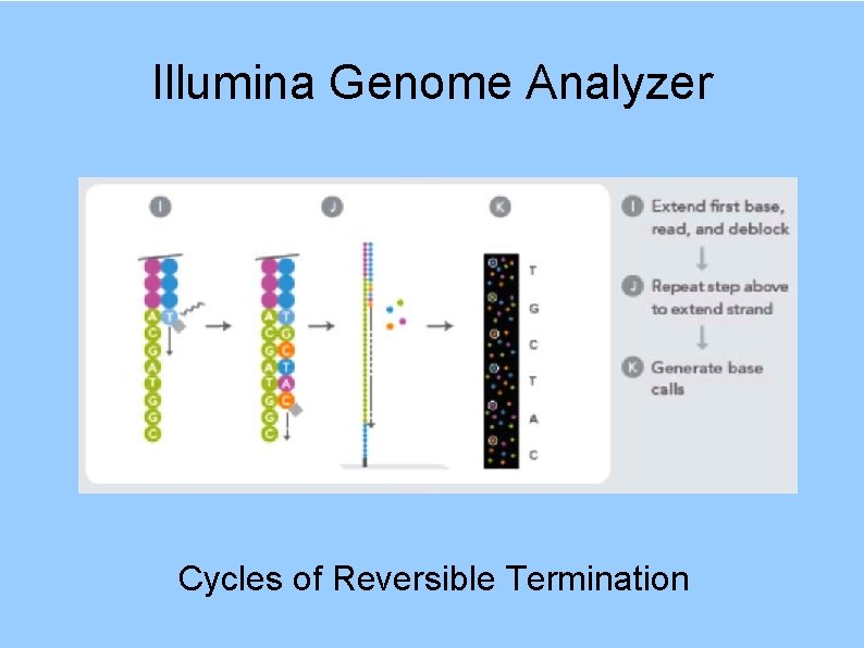 Illumina Genome Analyzer Cycles of Reversible Termination 