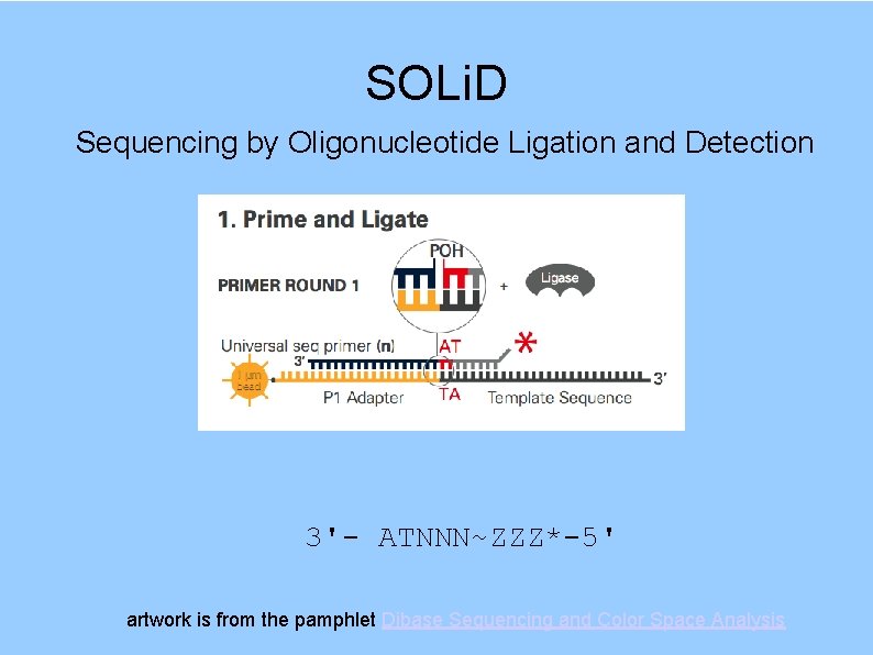 SOLi. D Sequencing by Oligonucleotide Ligation and Detection 3'- ATNNN~ZZZ*-5' artwork is from the