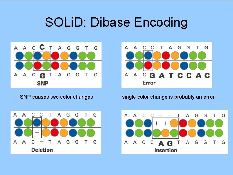 SOLi. D: Dibase Encoding SNP causes two color changes single color change is probably