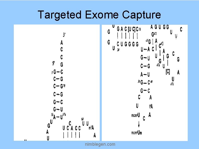 Targeted Exome Capture nimblegen. com 