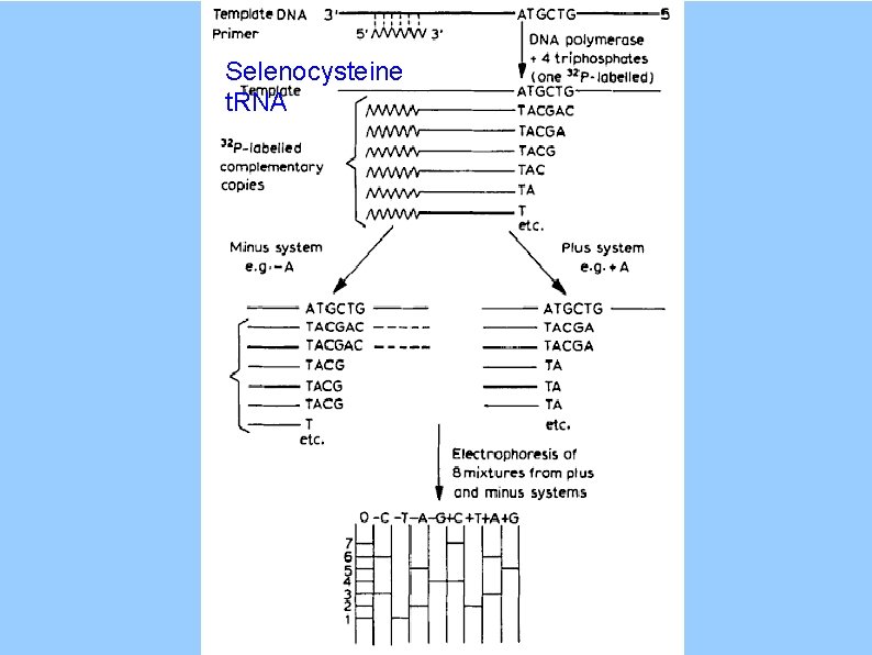 Selenocysteine t. RNA 