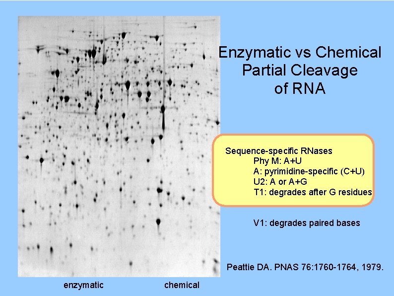 Enzymatic vs Chemical Partial Cleavage of RNA Sequence-specific RNases Phy M: A+U A: pyrimidine-specific