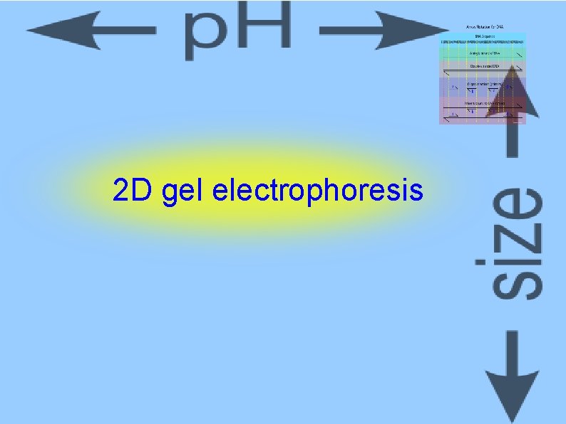 2 D gel electrophoresis 