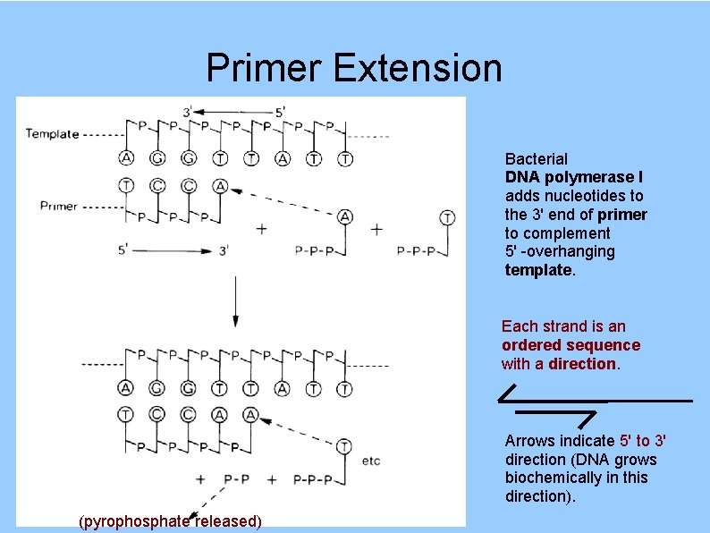 Primer Extension Bacterial DNA polymerase I adds nucleotides to the 3' end of primer