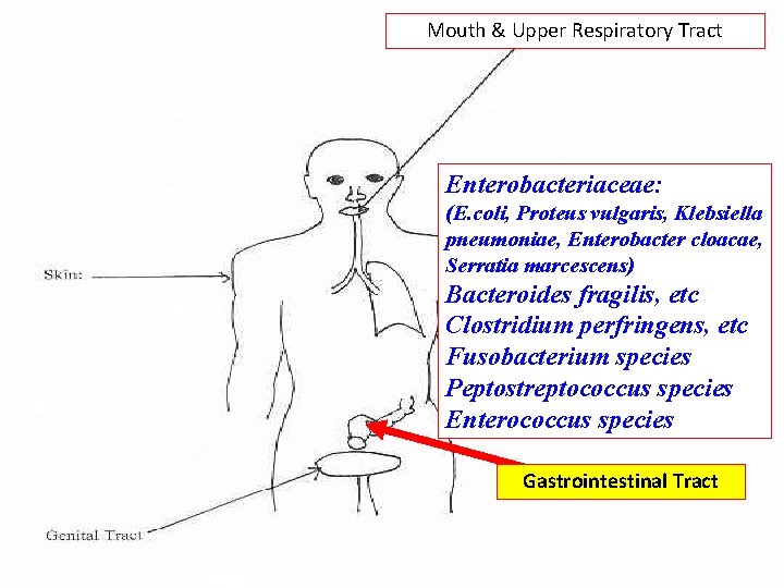 NORMAL FLORA: Mouth & Upper Respiratory Tract Enterobacteriaceae: (E. coli, Proteus vulgaris, Klebsiella pneumoniae,