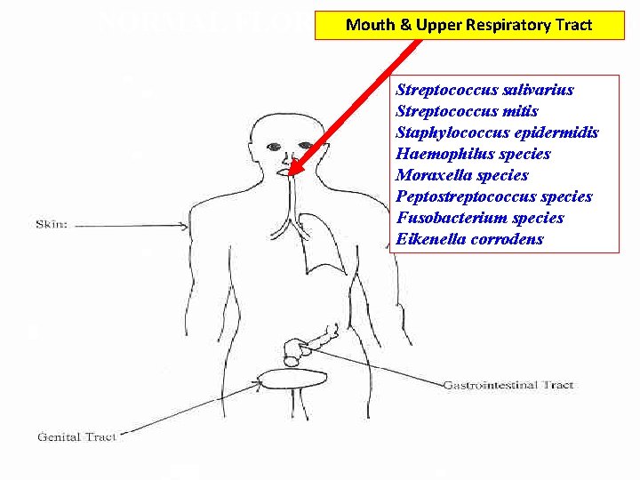 NORMAL FLORA: Mouth & Upper Respiratory Tract Streptococcus salivarius Streptococcus mitis Staphylococcus epidermidis Haemophilus