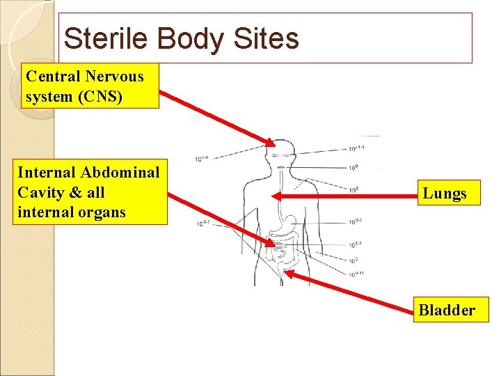 Sterile Body Sites Central Nervous system (CNS) Internal Abdominal Cavity & all internal organs