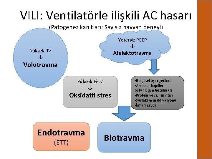 VILI: Ventilatörle ilişkili AC hasarı (Patogenez kanıtları: Sayısız hayvan deneyi) Yetersiz PEEP ↓ Yüksek VILI: Ventilatörle ilişkili AC hasarı (Patogenez kanıtları: Sayısız hayvan deneyi) Yetersiz PEEP ↓ Yüksek