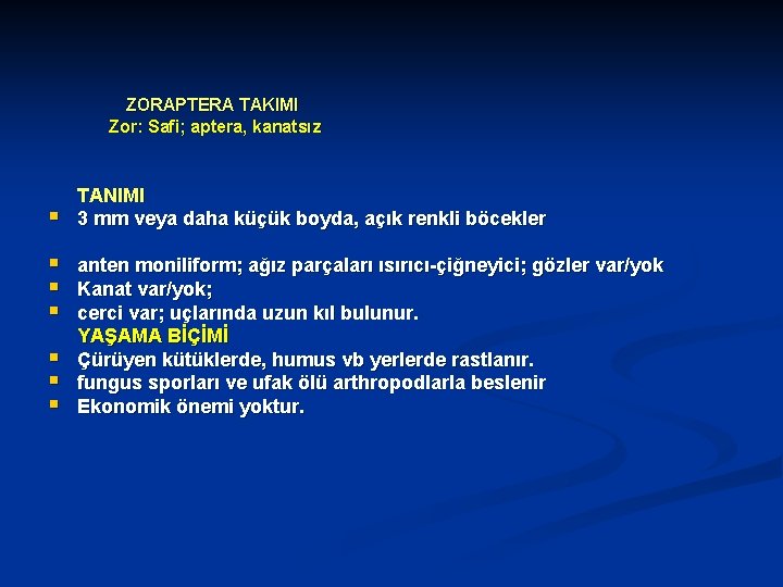 ZORAPTERA TAKIMI Zor: Safi; aptera, kanatsız § § § § TANIMI 3 mm veya