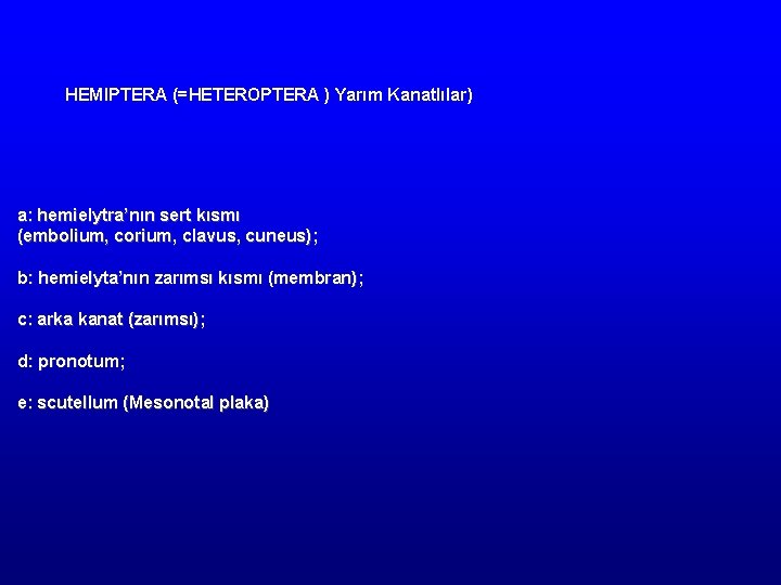 HEMIPTERA (=HETEROPTERA ) Yarım Kanatlılar) a: hemielytra’nın sert kısmı (embolium, corium, clavus, cuneus); b: