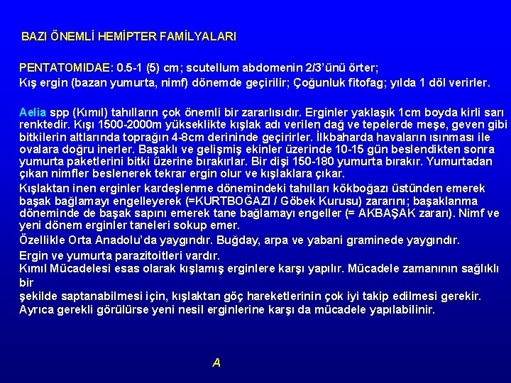 BAZI ÖNEMLİ HEMİPTER FAMİLYALARI PENTATOMIDAE: 0. 5 1 (5) cm; scutellum abdomenin 2/3’ünü örter;