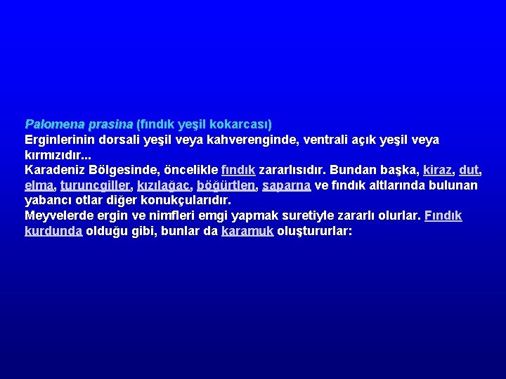 Palomena prasina (fındık yeşil kokarcası) Erginlerinin dorsali yeşil veya kahverenginde, ventrali açık yeşil veya