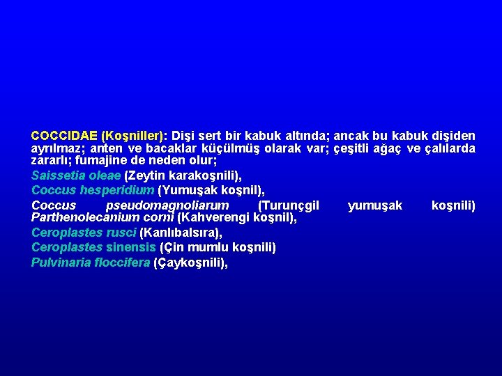 COCCIDAE (Koşniller): Dişi sert bir kabuk altında; ancak bu kabuk dişiden ayrılmaz; anten ve